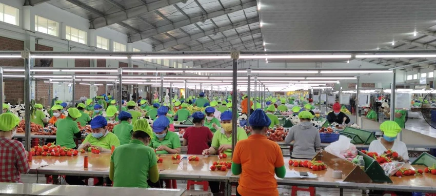 Long An đã xuất nhập khẩu hàng hóa cho trên 110 quốc gia và vùng lãnh thổ Long An đã xuất nhập khẩu hàng hóa cho trên 110 quốc gia và vùng lãnh thổ