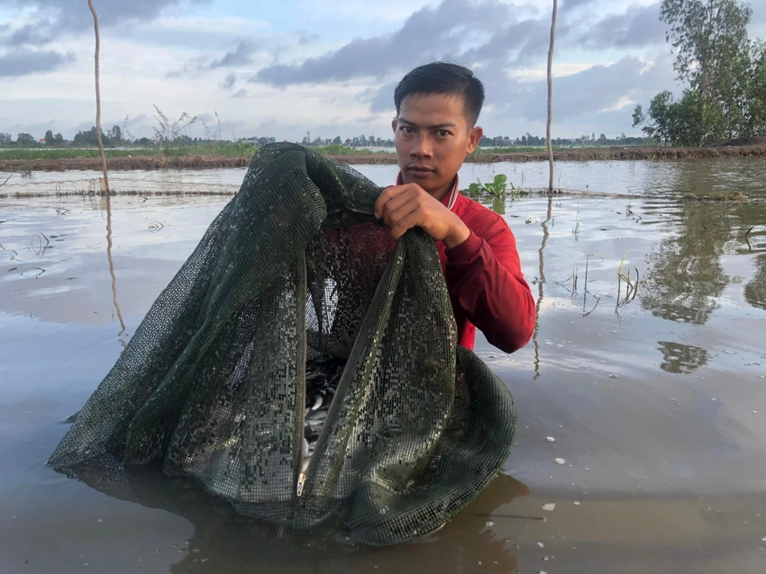 Anh Phạm Nhựt Cảm thu hoạch cá linh từ những lưới đặt cá của mình. Ảnh: HUỲNH DU Anh Phạm Nhựt Cảm thu hoạch cá linh từ những lưới đặt cá của mình. Ảnh: HUỲNH DU