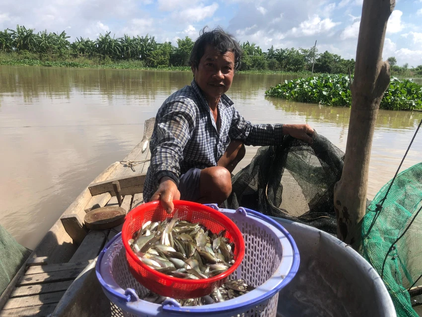 Hiện nay cá linh đã to hơn so với đầu vụ nên giá cũng xuống thấp. Ảnh: HUỲNH DU Hiện nay cá linh đã to hơn so với đầu vụ nên giá cũng xuống thấp. Ảnh: HUỲNH DU