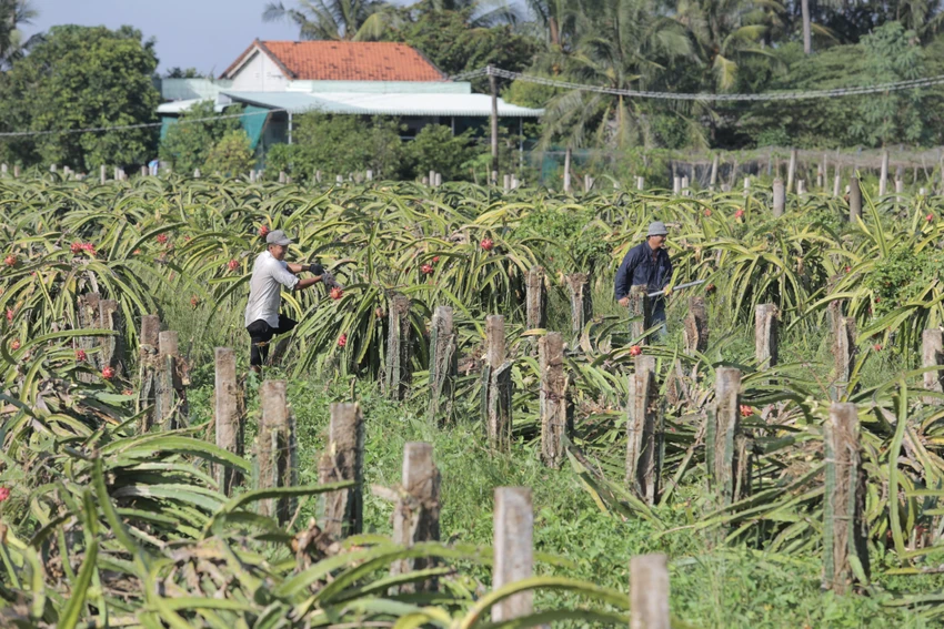 Diện tích thanh long huyện Châu Thành từ trên 9.000ha chỉ còn gần 5.900ha. Ảnh:HUỲNH DU Diện tích thanh long huyện Châu Thành từ trên 9.000ha chỉ còn gần 5.900ha. Ảnh:HUỲNH DU