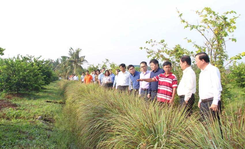Đoàn công tác khảo sát thực tế mô hình chanh không hạt xuất khẩu tại xã Thạnh Hòa, huyện Bến Lức. Ảnh: CTV Đoàn công tác khảo sát thực tế mô hình chanh không hạt xuất khẩu tại xã Thạnh Hòa, huyện Bến Lức. Ảnh: CTV