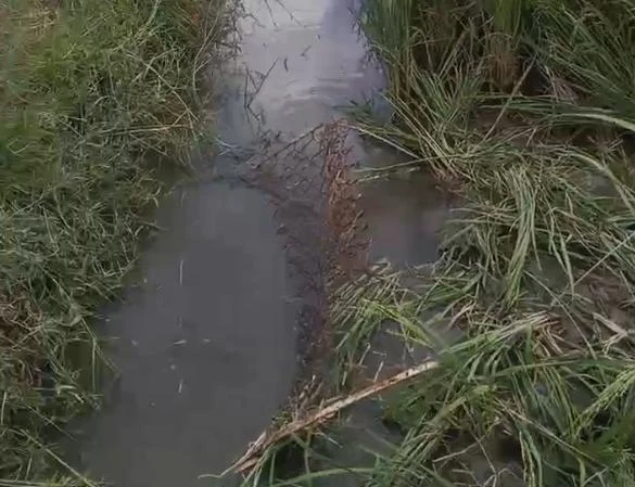 Ruộng lúa nơi ông Hùng kéo điện bẫy chuột. Ảnh: CTV Ruộng lúa nơi ông Hùng kéo điện bẫy chuột. Ảnh: CTV