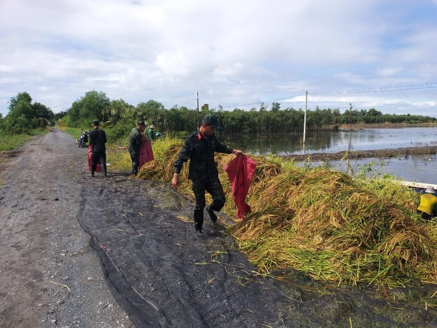Lúa bị ngập úng, Bộ đội giúp dân thu hoạch (5).jpg