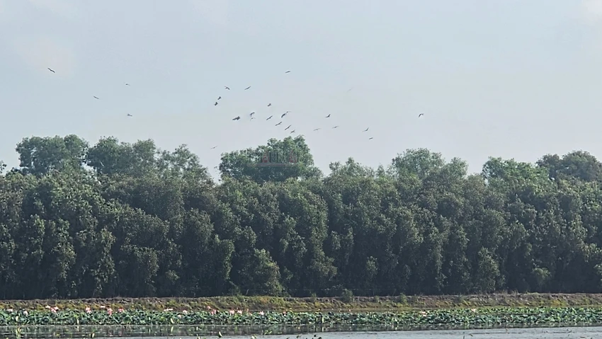 Làng nổi Tân Lập.jpg