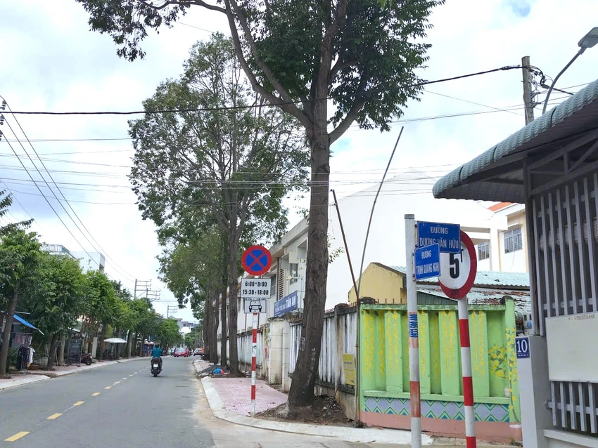 hàng cây xanh.jpg