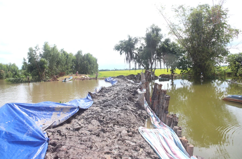 Đồng Tháp Mười 13.JPG