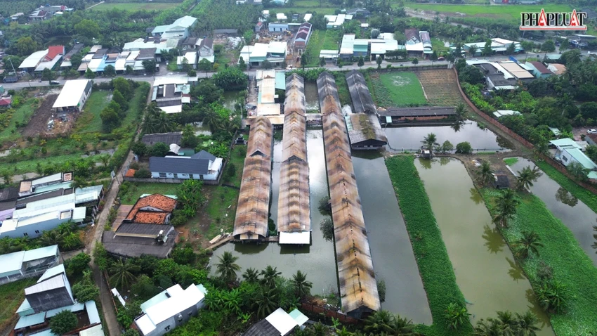 trại gà 4.JPG