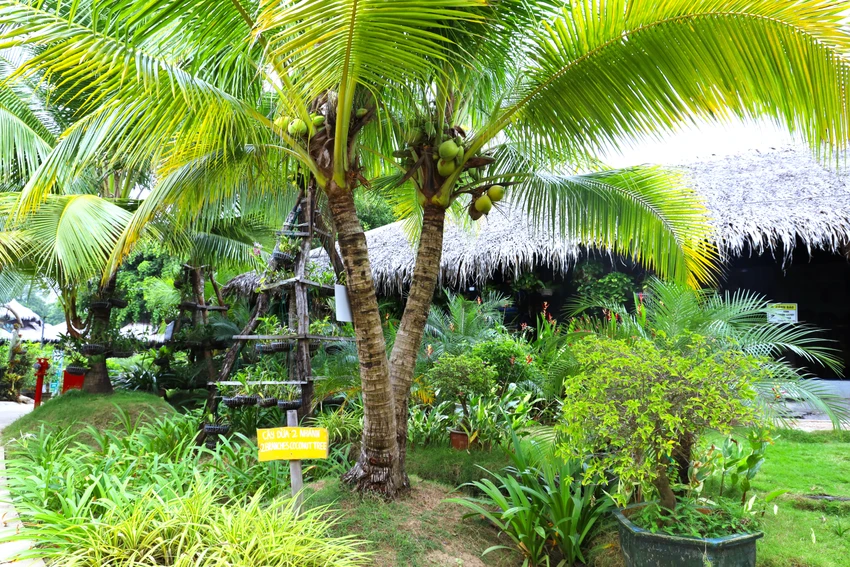 Cồn Én 20.JPG