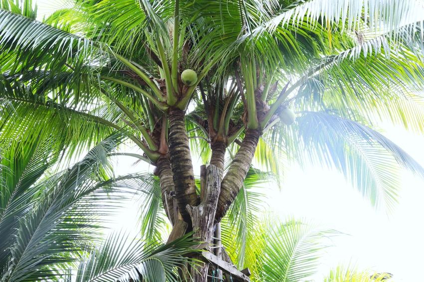 Cồn Én 21.JPG