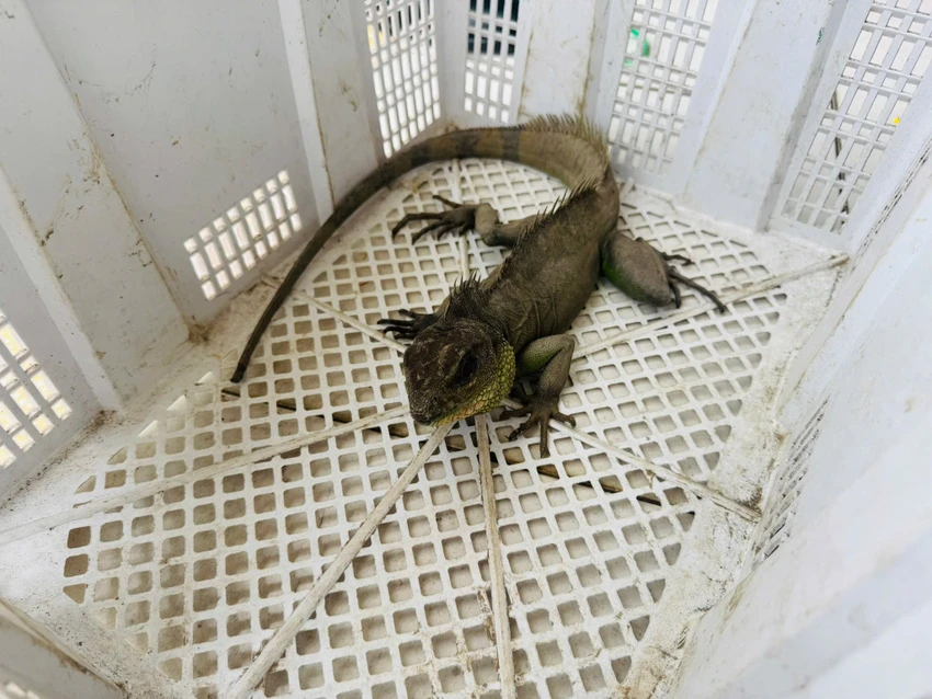 rồng đất quý hiếm (2).jpg