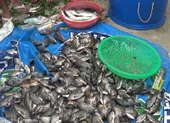 Người dân vớt hàng tấn cá nước ngọt dưới biển Đà Nẵng