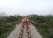 Tàu hỏa đâm chết đàn trâu thả rông băng ngang đường ray
