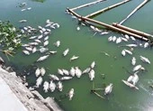 Cá nổi lềnh bềnh trong hồ mà ông Dũng 'lò vôi' định cải tạo
