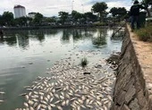 Hàng tấn cá chết nổi trắng hồ, bốc mùi giữa trung tâm Đà Nẵng