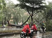 Cây xanh bật gốc đè chết một người đi xe máy ở TP.HCM