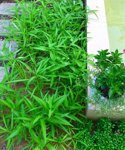 Vườn rau sạch trong ngôi nhà triệu đô của sao Việt ảnh 24 Vườn rau sạch trong ngôi nhà triệu đô của sao Việt ảnh 24