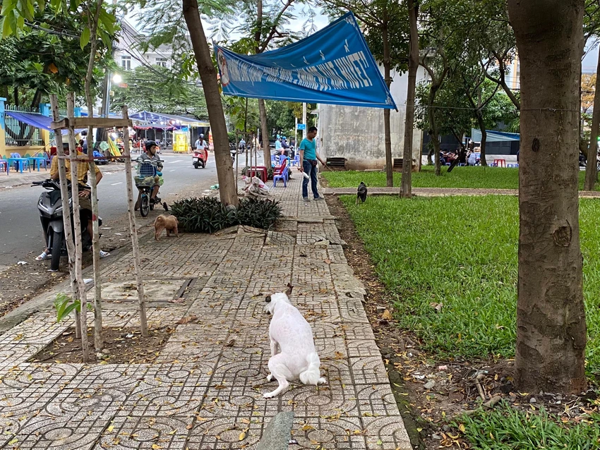 Chó thả rông không đeo rọ mõm, phóng uế bừa bãi gây mất vệ sinh nơi công cộng. Ảnh: TÚ NGÂN Chó thả rông không đeo rọ mõm, phóng uế bừa bãi gây mất vệ sinh nơi công cộng. Ảnh: TÚ NGÂN