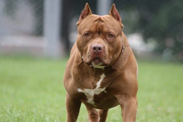 Giống chó pitbull có vẻ ngoài cao to, vạm vỡ. Ảnh: GETTY IMAGES Giống chó pitbull có vẻ ngoài cao to, vạm vỡ. Ảnh: GETTY IMAGES
