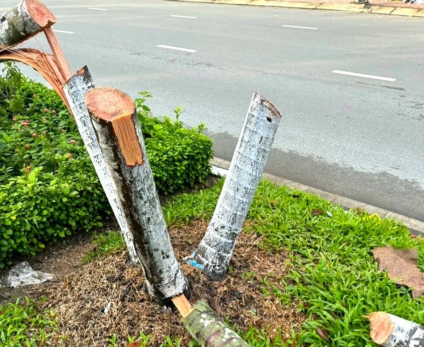 Chặt 9 cây cau kiểng.jpeg