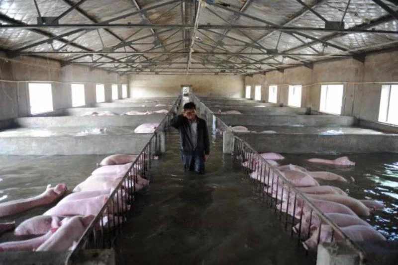 Một chủ trang trại ở tỉnh An Huy khóc vì không thể sơ tán heo ngày 4-7. 