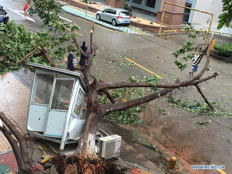 Siêu bão Meranti giật ngã cây cối ở TP Hạ Môn, tỉnh Phúc Kiến (Trung Quốc) ngày 15-9.