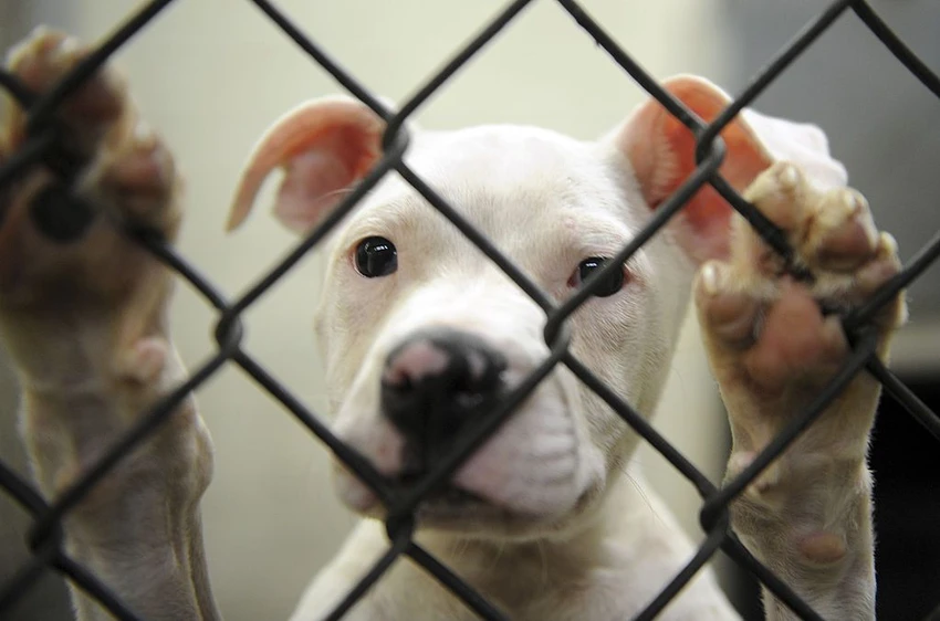 Thành phố Canada cấm nuôi chó Pit Bull ảnh 1 Một chú chó Pit Bull ở trung tâm nuôi dưỡng động vật đang chờ được nhận nuôi.