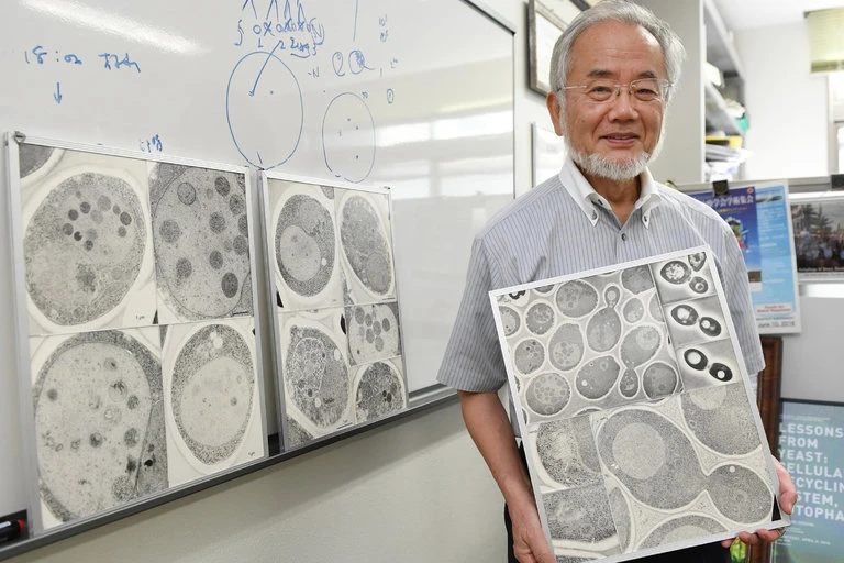 Nobel Y học 2016 vinh danh nhà khoa học Nhật Yoshinori Ohsumi với cơ chế tự thực của tế bào. 