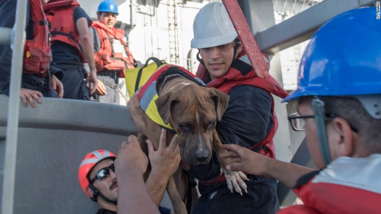 Chú chó Zeus được các thủy thủ giúp đỡ chuyển lên tàu USS Ashland. Ảnh: CNN