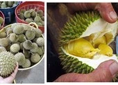 Thực hư về sầu riêng mini hút người dùng