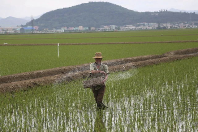 Một nông dân đang bón phân ruộng lúa ở huyện Sariwon, tỉnh North Hwanghae (Triều Tiên) ngày 13-6-2018. Ảnh: YONHAP