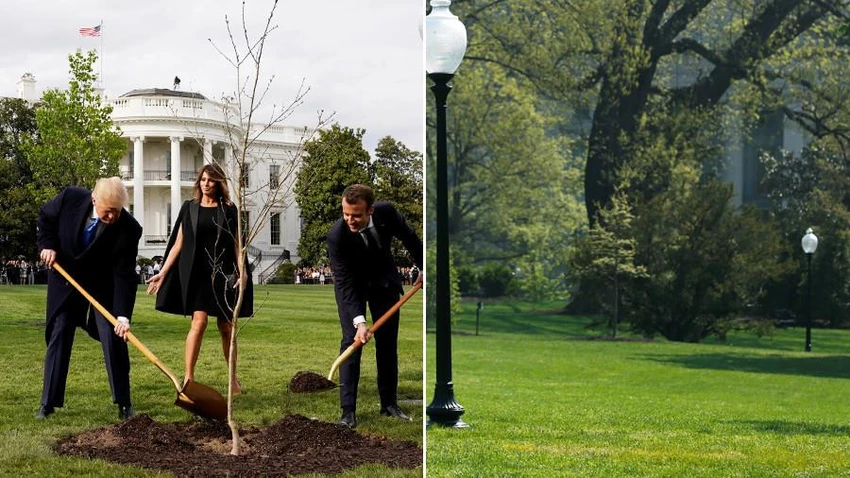 Vợ chồng ông Trump và vợ chồng ông Macron trồng cây sồi ở sân Nhà Trắng (ảnh trái), và bãi cỏ trống trơn sau khi cây sồi biến mất vài ngày sau (ảnh phải). Ảnh: REUTERS