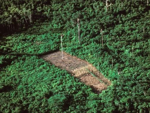 Một khoảnh rừng Amazon bị phát quang năm 1990. Ảnh: GETTY IMAGES