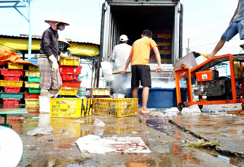 Cảng cá Đông Hải không có mái che nên công tác bảo quản hải sản không đảm bảo. Ảnh: HUỲNH HẢI. Cảng cá Đông Hải không có mái che nên công tác bảo quản hải sản không đảm bảo. Ảnh: HUỲNH HẢI.