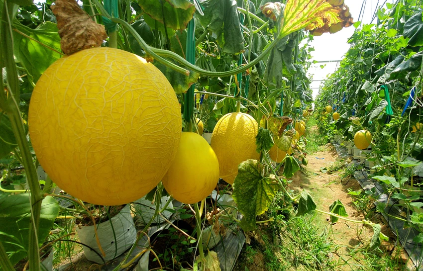 Khí hậu Ninh Thuận cho ra quả dưa lưới ngon. Ảnh: HH. Khí hậu Ninh Thuận cho ra quả dưa lưới ngon. Ảnh: HH.