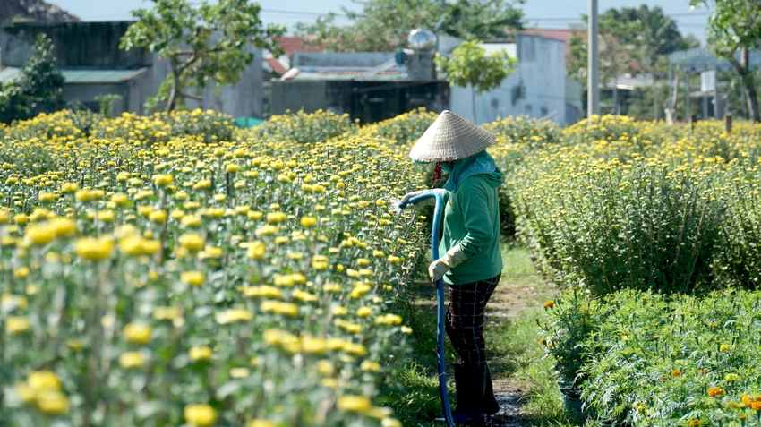 Ông Huỳnh Chiếm Đạt, Phó Chủ tịch UBND phường Ninh Giang, cho biết vụ hoa cúc Tết năm nay địa phương có 120 hộ trồng hoa cúc với số lượng khoảng 45.000 chậu. Hoa cúc ở đây chủ yếu giống pha lê và đại đóa. Ông Huỳnh Chiếm Đạt, Phó Chủ tịch UBND phường Ninh Giang, cho biết vụ hoa cúc Tết năm nay địa phương có 120 hộ trồng hoa cúc với số lượng khoảng 45.000 chậu. Hoa cúc ở đây chủ yếu giống pha lê và đại đóa.