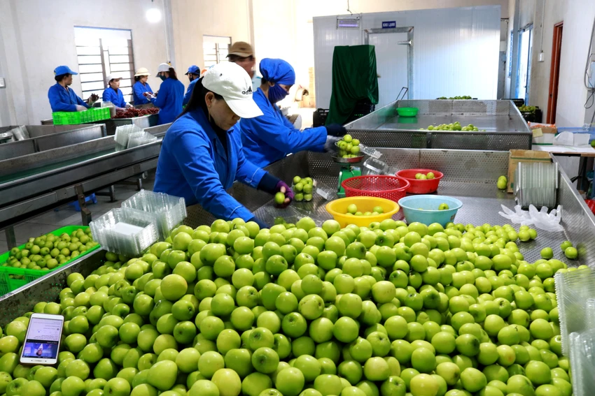 Ninh Thuận đã đề ra trong năm 2023, ngành nông nghiệp tiếp tục đẩy mạnh thực hiện đồng bộ, hiệu quả cơ cấu theo hướng bền vững, thích ứng biến đổi khí hậu, gắn với phát triển nông nghiệp ứng dụng công nghệ cao, nông nghiệp hữu cơ, nông nghiệp số, nông nghiệp thông minh, liên kết chuỗi giá trị hướng đến xuất khẩu; nhân rộng mô hình sản xuất có hiệu quả; chuyển đổi cơ cấu cây trồng 1.300 ha theo hướng hiệu quả kinh tế cao, tiết kiệm nước. Giá trị sản xuất trên diện tích đất chủ động đạt 142 triệu đồng/ha; tỷ lệ đất sản xuất chủ động nước tưới đạt 62,4%. Ninh Thuận đã đề ra trong năm 2023, ngành nông nghiệp tiếp tục đẩy mạnh thực hiện đồng bộ, hiệu quả cơ cấu theo hướng bền vững, thích ứng biến đổi khí hậu, gắn với phát triển nông nghiệp ứng dụng công nghệ cao, nông nghiệp hữu cơ, nông nghiệp số, nông nghiệp thông minh, liên kết chuỗi giá trị hướng đến xuất khẩu; nhân rộng mô hình sản xuất có hiệu quả; chuyển đổi cơ cấu cây trồng 1.300 ha theo hướng hiệu quả kinh tế cao, tiết kiệm nước. Giá trị sản xuất trên diện tích đất chủ động đạt 142 triệu đồng/ha; tỷ lệ đất sản xuất chủ động nước tưới đạt 62,4%.