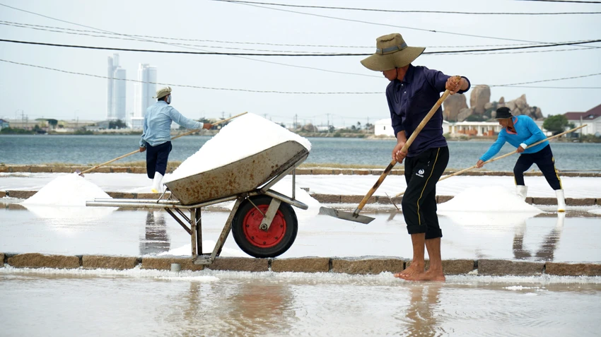 Đồng muối tập trung tại các xã Tri Hải, Nhơn Hải, Phương Hải của huyện Ninh Hải; Cà Ná, Phước Diêm, Phước Minh của huyện Thuận Nam. Tỉnh Ninh Thuận cung cấp khoảng 50% sản lượng muối của cả nước. Đồng muối tập trung tại các xã Tri Hải, Nhơn Hải, Phương Hải của huyện Ninh Hải; Cà Ná, Phước Diêm, Phước Minh của huyện Thuận Nam. Tỉnh Ninh Thuận cung cấp khoảng 50% sản lượng muối của cả nước.