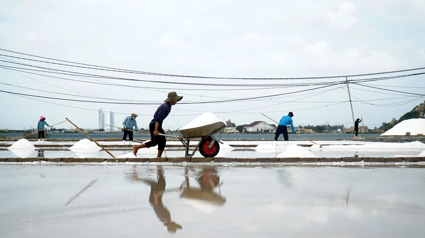 Theo nhiều người làm muối ở Ninh Thuận, giá muối năm nay đạt mức lịch sử từ trước đến nay. Nguyên nhân giá muối tăng cao do năm 2022 diêm dân mất mùa vì thời tiết mưa nhiều. "Hiện giá muối đang có dấu hiệu hạ nhiệt"- một người làm muối nói. Theo nhiều người làm muối ở Ninh Thuận, giá muối năm nay đạt mức lịch sử từ trước đến nay. Nguyên nhân giá muối tăng cao do năm 2022 diêm dân mất mùa vì thời tiết mưa nhiều. "Hiện giá muối đang có dấu hiệu hạ nhiệt"- một người làm muối nói.