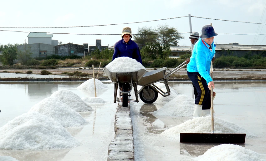 Theo ông Đặng Hồng (ngụ xã Tri Hải), giá muối cao đem lại lợi nhuận lớn cho người làm muối. "Chúng tôi rất phấn khởi vì giá muối cao, người dân có lãi và có thêm động lực để gắn bó với nghề truyền thống này"- ông Hồng chia sẻ. Theo ông Đặng Hồng (ngụ xã Tri Hải), giá muối cao đem lại lợi nhuận lớn cho người làm muối. "Chúng tôi rất phấn khởi vì giá muối cao, người dân có lãi và có thêm động lực để gắn bó với nghề truyền thống này"- ông Hồng chia sẻ.
