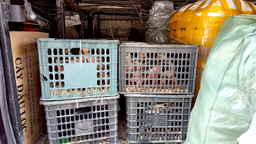 Hầm xe khách giường nằm chất đầy hàng hóa, gà, chó. Ảnh: HH Hầm xe khách giường nằm chất đầy hàng hóa, gà, chó. Ảnh: HH