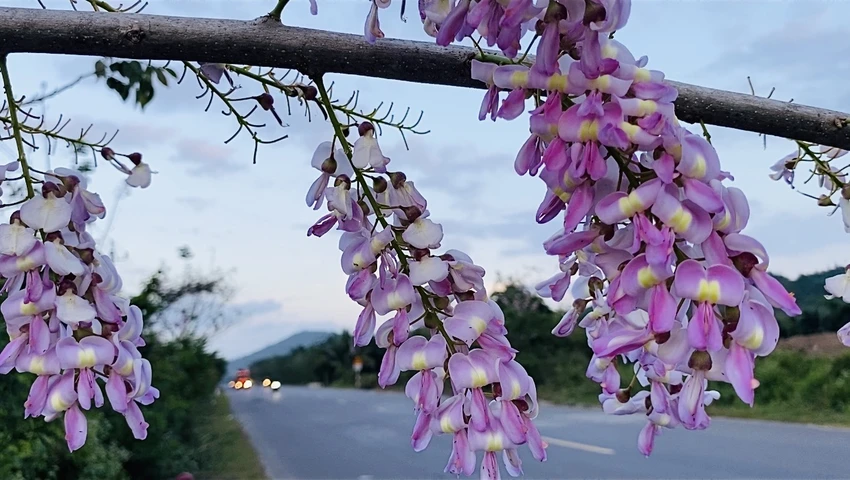 Hoa đậu anh đào nở rộ. Hoa đậu anh đào nở rộ.