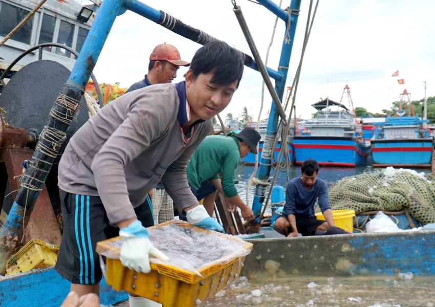 Theo các ngư dân, những ngày gần đây trời đứng gió nên việc đánh bắt không đạt hiệu quả. Các tàu chủ yếu đánh được các loại cá nhỏ, một số tàu trúng được cá ngừ. "Trời đứng gió thì cá không chạy, hy vọng mấy ngày nữa trời trở gió Nam sẽ trúng cá" - ngư dân Tư Mỹ nói. Theo các ngư dân, những ngày gần đây trời đứng gió nên việc đánh bắt không đạt hiệu quả. Các tàu chủ yếu đánh được các loại cá nhỏ, một số tàu trúng được cá ngừ. "Trời đứng gió thì cá không chạy, hy vọng mấy ngày nữa trời trở gió Nam sẽ trúng cá" - ngư dân Tư Mỹ nói.