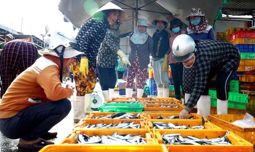 Nghề biển vẫn giúp ngư dân Ninh Thuận có cuộc sống ổn định. Hải sản Ninh Thuận là nguồn cung cấp chính cho thị trường các tỉnh Tây Nguyên. Nghề biển vẫn giúp ngư dân Ninh Thuận có cuộc sống ổn định. Hải sản Ninh Thuận là nguồn cung cấp chính cho thị trường các tỉnh Tây Nguyên.