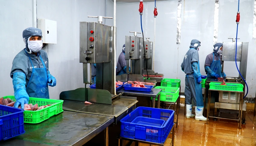 Ông Lê Văn Hồng, Giám đốc Công ty cổ phần Bá Hải, cho biết công ty chuyên xuất khẩu sản phẩm cá ngừ đại dương đã chế biến sang thị trường Châu Âu và nội địa. Công ty luôn chú trọng đầu tư máy móc hiện đại để chế biến, bảo quản sản phẩm đảm bảo chất lượng với thị trường. "Trong tương lai, ngành cá ngừ đại dương của tỉnh vẫn ổn định. Tuy nhiên, cần có sự điều phối, cân đối và đưa ngư dân ra ngư trường lớn để khai thác. Như vậy, ngành khai thác hải sản của tỉnh mới bền vững" - ông Hồng nói. Ông Lê Văn Hồng, Giám đốc Công ty cổ phần Bá Hải, cho biết công ty chuyên xuất khẩu sản phẩm cá ngừ đại dương đã chế biến sang thị trường Châu Âu và nội địa. Công ty luôn chú trọng đầu tư máy móc hiện đại để chế biến, bảo quản sản phẩm đảm bảo chất lượng với thị trường. "Trong tương lai, ngành cá ngừ đại dương của tỉnh vẫn ổn định. Tuy nhiên, cần có sự điều phối, cân đối và đưa ngư dân ra ngư trường lớn để khai thác. Như vậy, ngành khai thác hải sản của tỉnh mới bền vững" - ông Hồng nói.