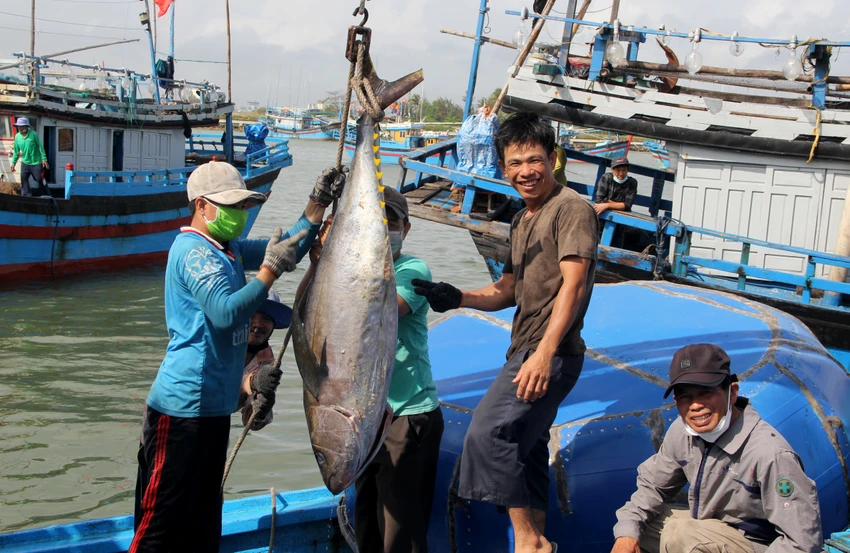 Đặc biệt, Phú Yên được xem là cái nôi của nghề câu cá ngừ đại dương ở Việt Nam. Nghề câu cá ngừ đại ở đây được hình thành từ những năm đầu thập niên 1900. Cá ngừ đại dương là sản phẩm đánh bắt chủ lực của tỉnh. Đặc biệt, Phú Yên được xem là cái nôi của nghề câu cá ngừ đại dương ở Việt Nam. Nghề câu cá ngừ đại ở đây được hình thành từ những năm đầu thập niên 1900. Cá ngừ đại dương là sản phẩm đánh bắt chủ lực của tỉnh.