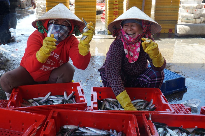 Theo thương lái, cá nục bảo quản trong nước đá có giá khoảng 25.000 đồng/kg, cá trong khay khoảng 15.000 đồng/kg. Hiện đang vào mùa cá nục nên các thương lái thu gom về bán cho các cơ sở chế biến cá hộp. Theo thương lái, cá nục bảo quản trong nước đá có giá khoảng 25.000 đồng/kg, cá trong khay khoảng 15.000 đồng/kg. Hiện đang vào mùa cá nục nên các thương lái thu gom về bán cho các cơ sở chế biến cá hộp.