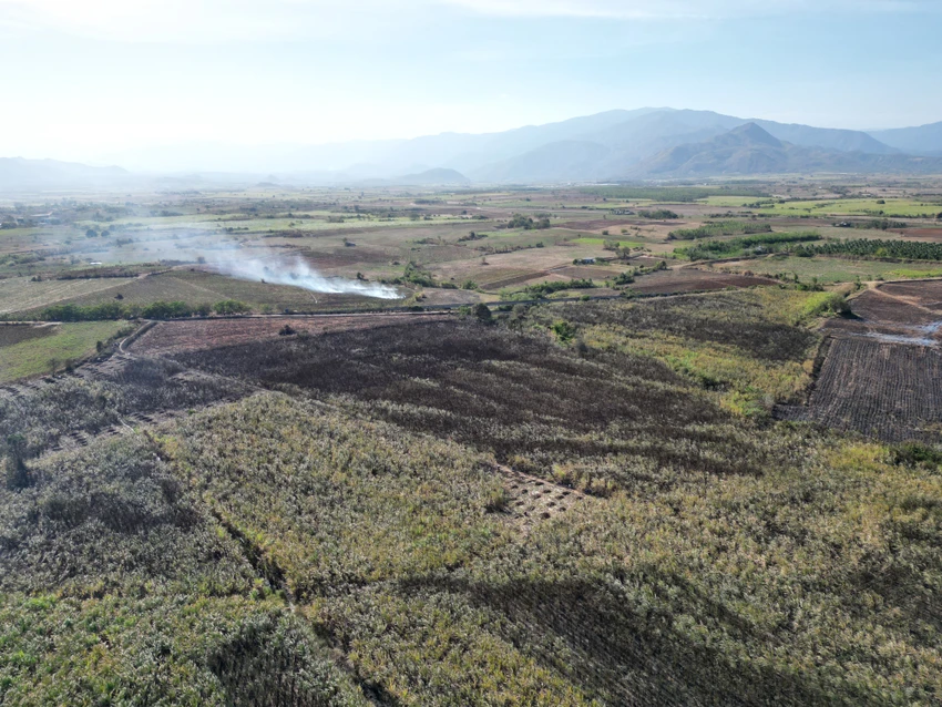 m&iacute;a bị ch&aacute;y.jpg