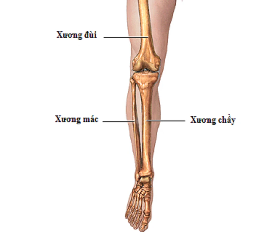 Lấy xương mác cẳng chân tái tạo xương hàm cho cụ ông ảnh 3 Vị trí xương mác được lấy để tái tạo
