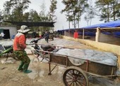 Cẩn trọng khi sử dụng sứa biển trong chế biến món ăn