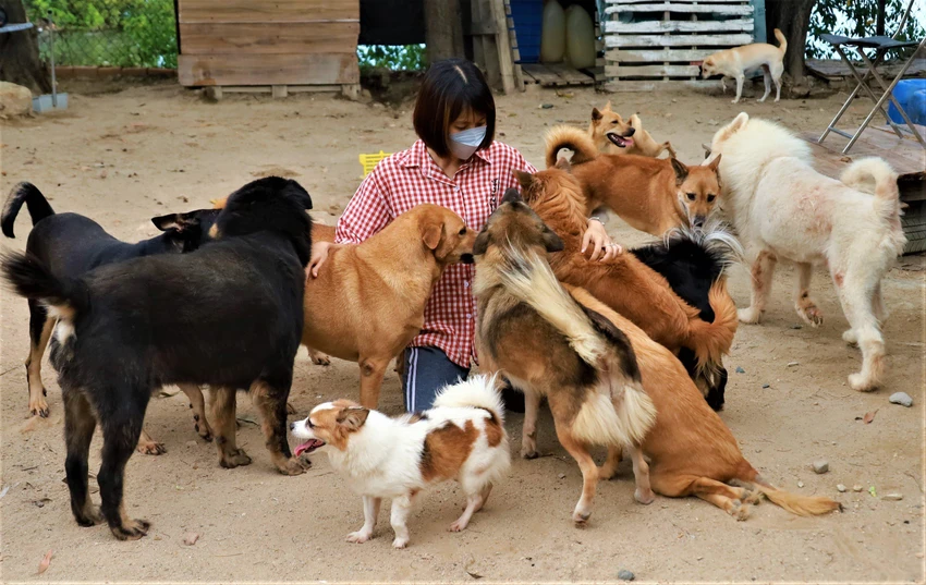Cô gái cưu mang hơn 70 chú chó bất hạnh ảnh 4 Cô gái cưu mang hơn 70 chú chó bất hạnh ảnh 4
